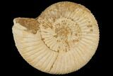 Perisphinctes Ammonite - Jurassic #100227-1